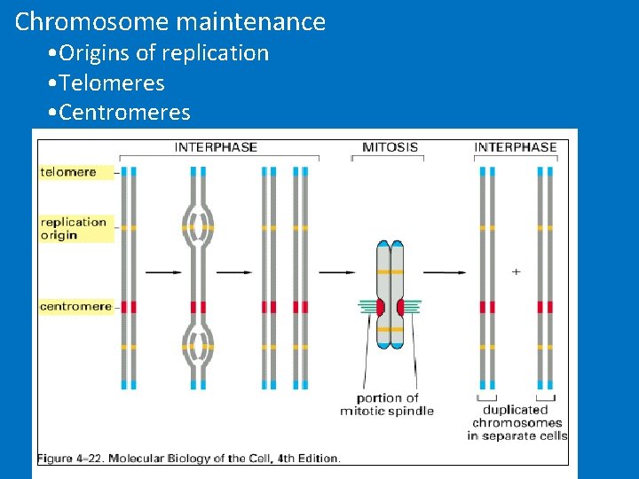 Chromosome maintenance • Origins of replication • Telomeres • Centromeres 