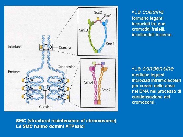  • Le coesine formano legami incrociati tra due cromatidi fratelli, incollandoli insieme. •