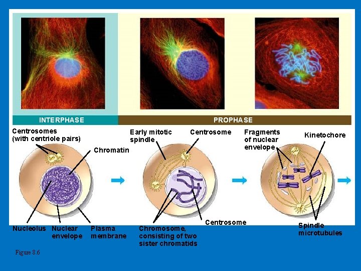 INTERPHASE PROPHASE Centrosomes (with centriole pairs) Early mitotic spindle Centrosome Chromatin Nucleolus Nuclear envelope