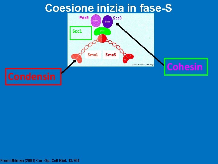 Coesione inizia in fase-S Pds 5 Scc 3 Scc 1 Smc 1 Condensin From