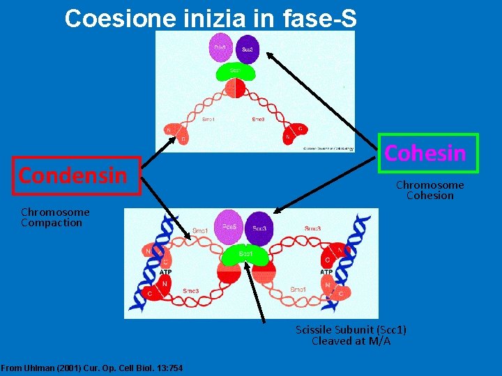 Coesione inizia in fase-S Condensin Cohesin Chromosome Cohesion Chromosome Compaction Scissile Subunit (Scc 1)