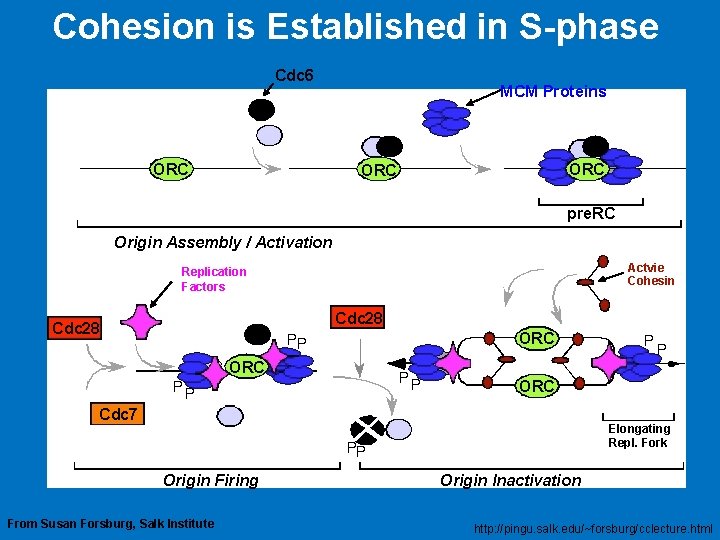 Cohesion is Established in S-phase Cdc 6 ORC MCM Proteins ORC pre. RC Origin