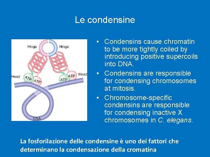 Le condensine • Condensins cause chromatin to be more tightly coiled by introducing positive