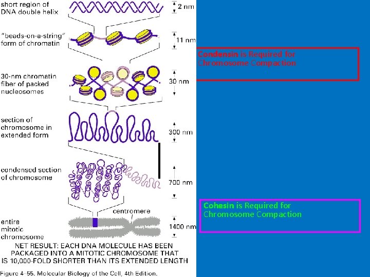 Condensin is Required for Chromosome Compaction Cohesin is Required for Chromosome Compaction 