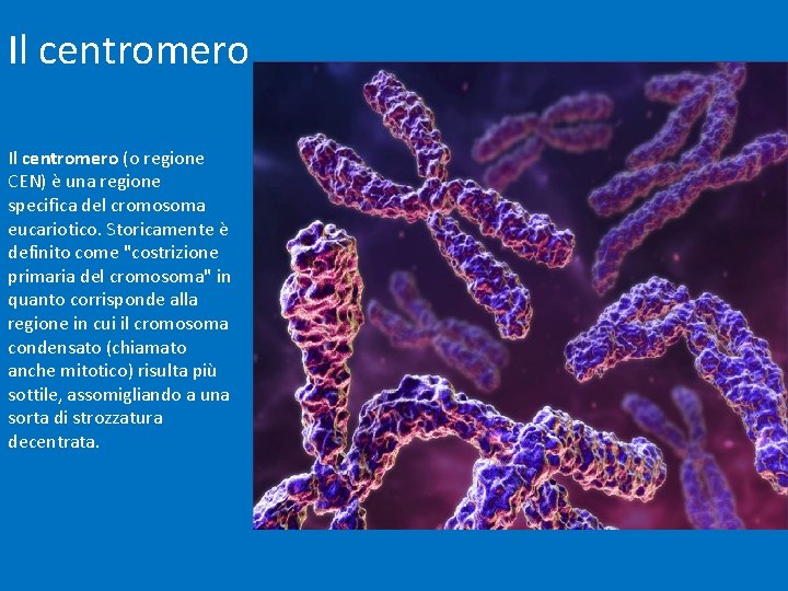 Il centromero (o regione CEN) è una regione specifica del cromosoma eucariotico. Storicamente è
