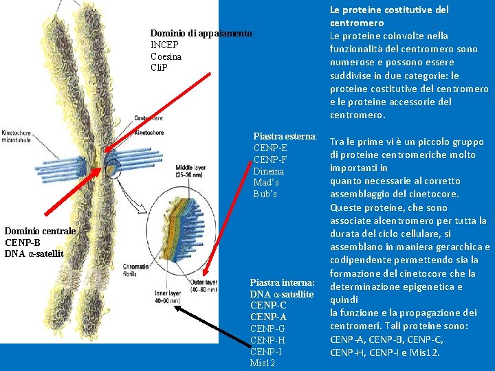 Dominio di appaiamento: INCEP Coesina Cli. P Piastra esterna: CENP-E CENP-F Dineina Mad’s Bub’s