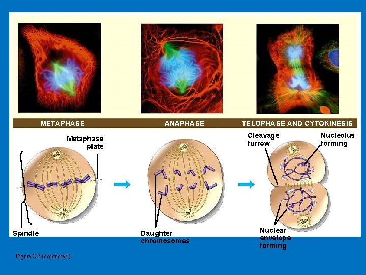 METAPHASE ANAPHASE Cleavage furrow Metaphase plate Spindle Figure 8. 6 (continued) TELOPHASE AND CYTOKINESIS