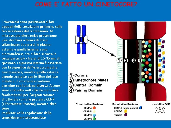 COME E’ FATTO UN CINETOCORE? I cinetocori sono posizionati ai lati opposti della costrizione