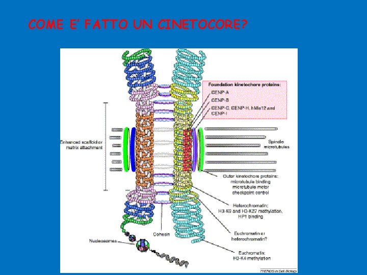 COME E’ FATTO UN CINETOCORE? 