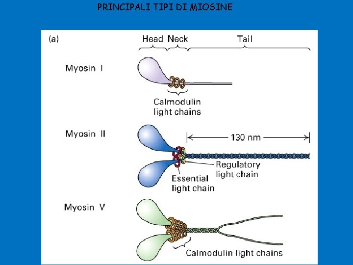 PRINCIPALI TIPI DI MIOSINE 