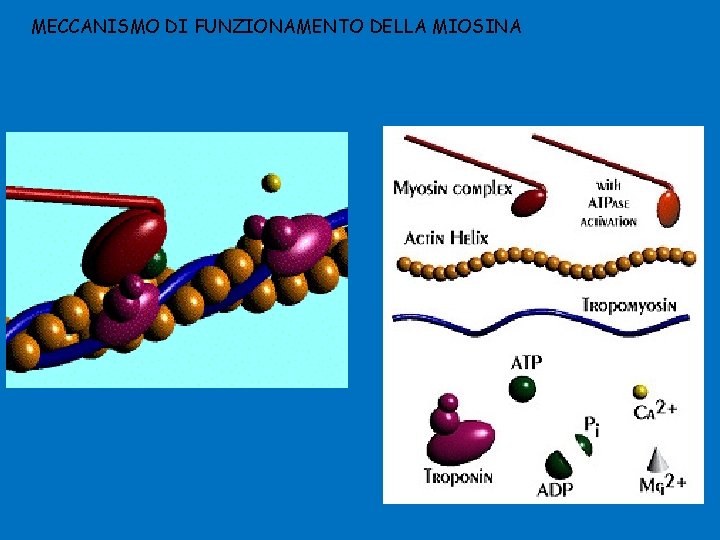 MECCANISMO DI FUNZIONAMENTO DELLA MIOSINA 