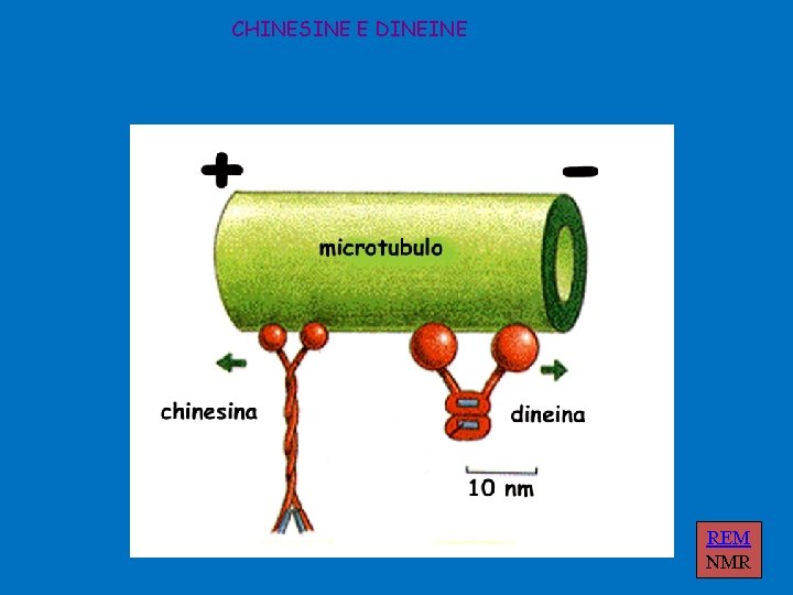 CHINESINE E DINEINE REM NMR 