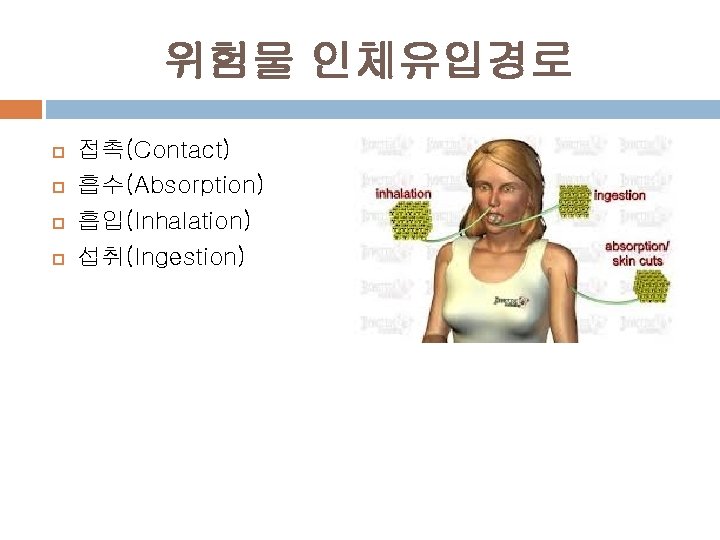 위험물 인체유입경로 접촉(Contact) 흡수(Absorption) 흡입(Inhalation) 섭취(Ingestion) 