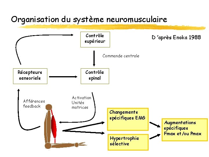 Organisation du système neuromusculaire Contrôle supérieur D ’après Enoka 1988 Commande centrale Récepteurs sensoriels