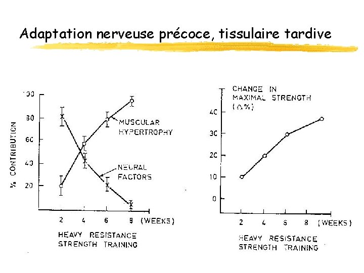 Adaptation nerveuse précoce, tissulaire tardive 