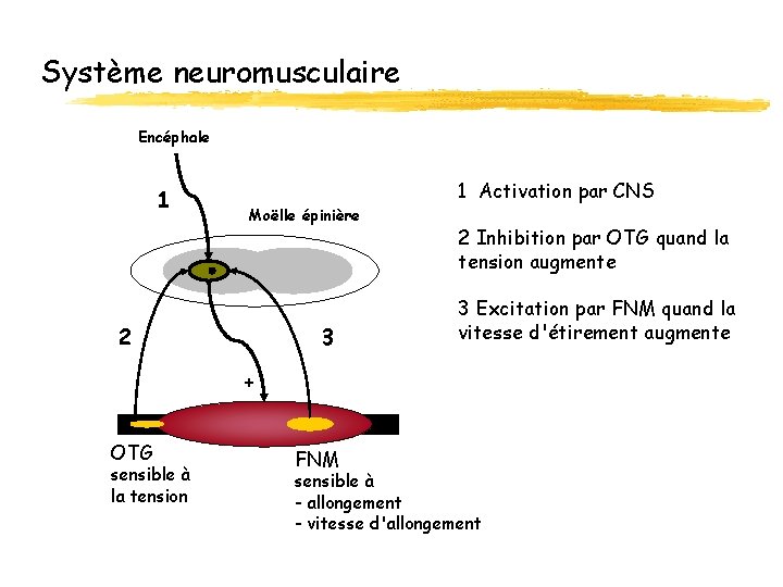 Système neuromusculaire Encéphale 1 1 Activation par CNS Moëlle épinière 2 3 2 Inhibition