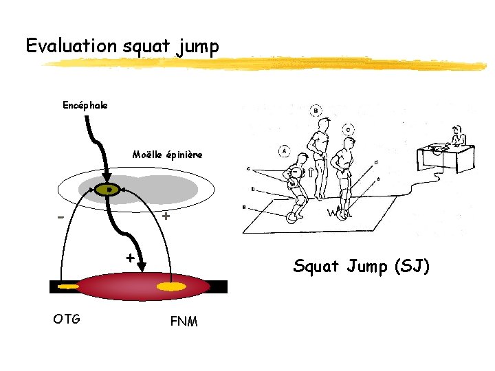 Evaluation squat jump Encéphale Moëlle épinière - + + OTG Squat Jump (SJ) FNM