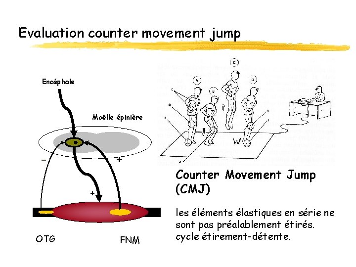 Evaluation counter movement jump Encéphale Moëlle épinière - + + OTG FNM Counter Movement