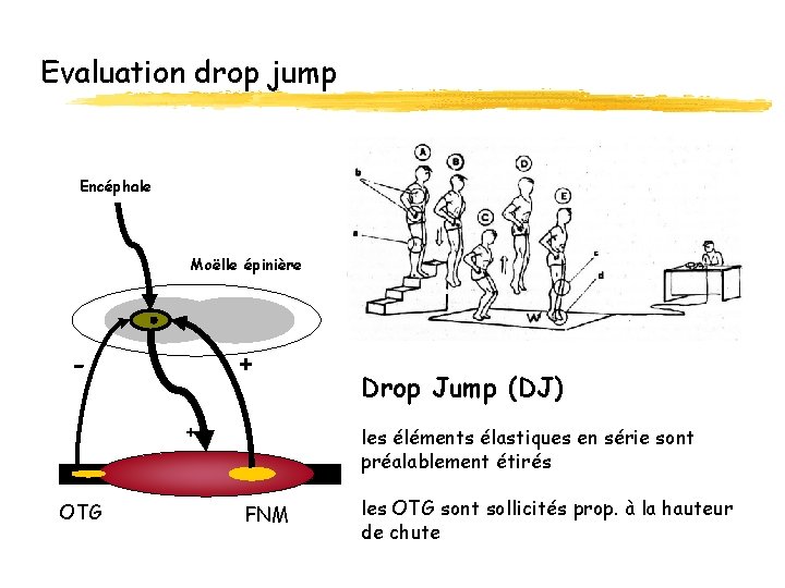 Evaluation drop jump Encéphale Moëlle épinière - + + OTG Drop Jump (DJ) les