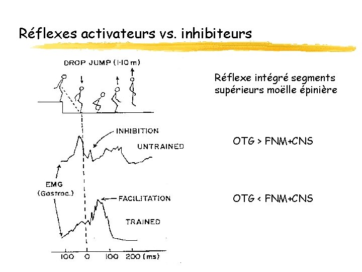 Réflexes activateurs vs. inhibiteurs Réflexe intégré segments supérieurs moëlle épinière OTG > FNM+CNS OTG