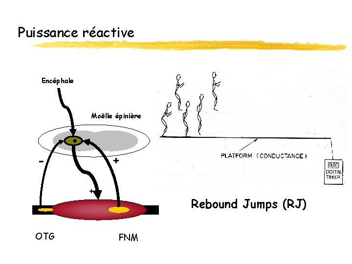 Puissance réactive Encéphale Moëlle épinière - + + OTG Rebound Jumps (RJ) FNM 