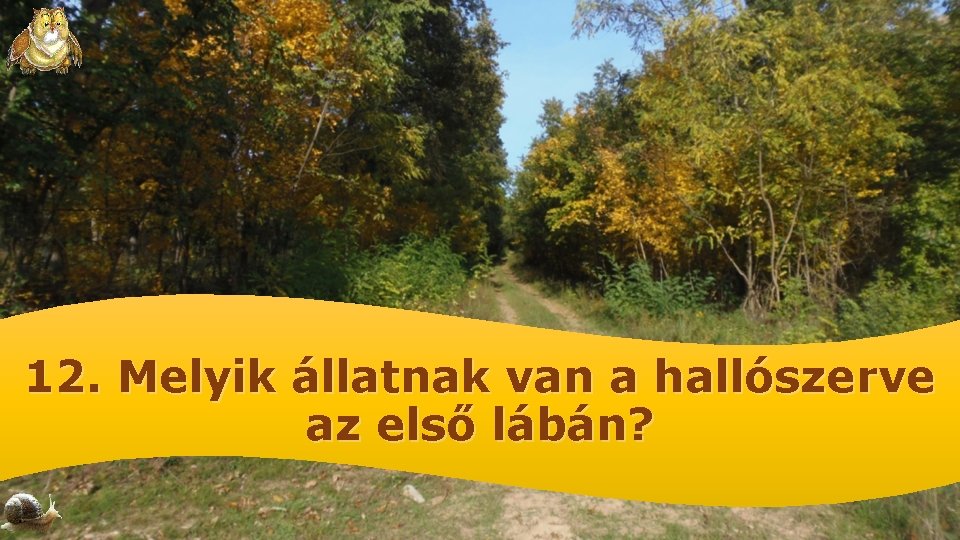 12. Melyik állatnak van a hallószerve az első lábán? 