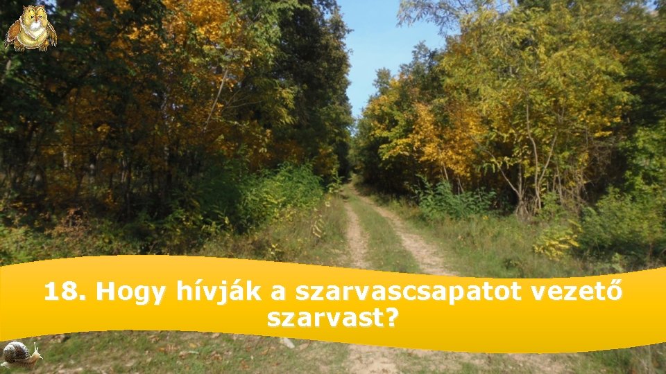 18. Hogy hívják a szarvascsapatot vezető szarvast? 