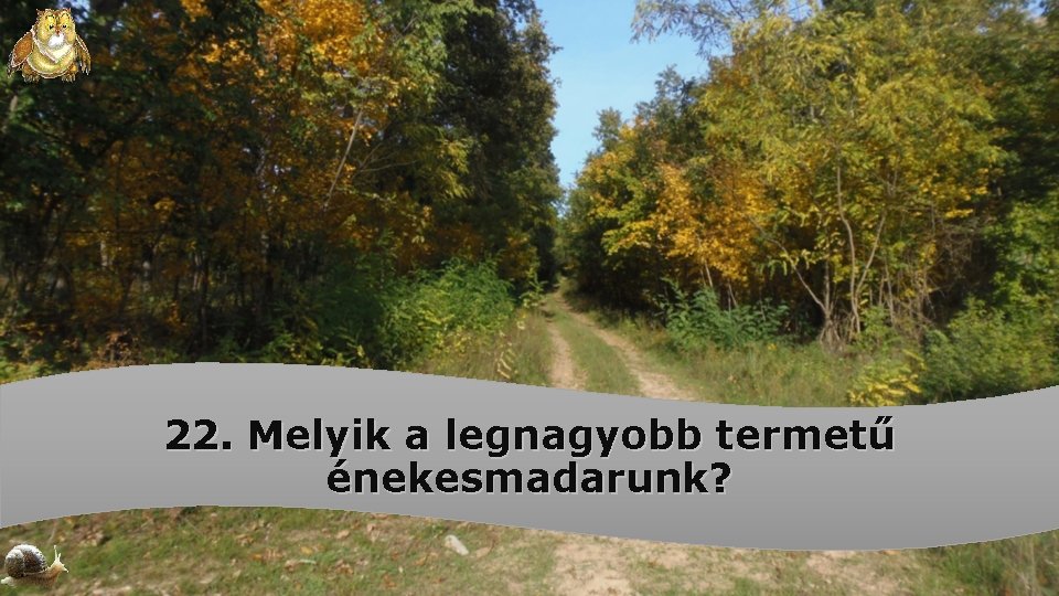 22. Melyik a legnagyobb termetű énekesmadarunk? 