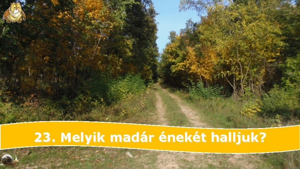 23. Melyik madár énekét halljuk? 