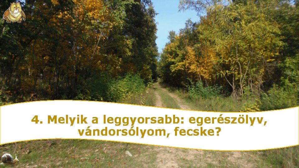 4. Melyik a leggyorsabb: egerészölyv, vándorsólyom, fecske? 