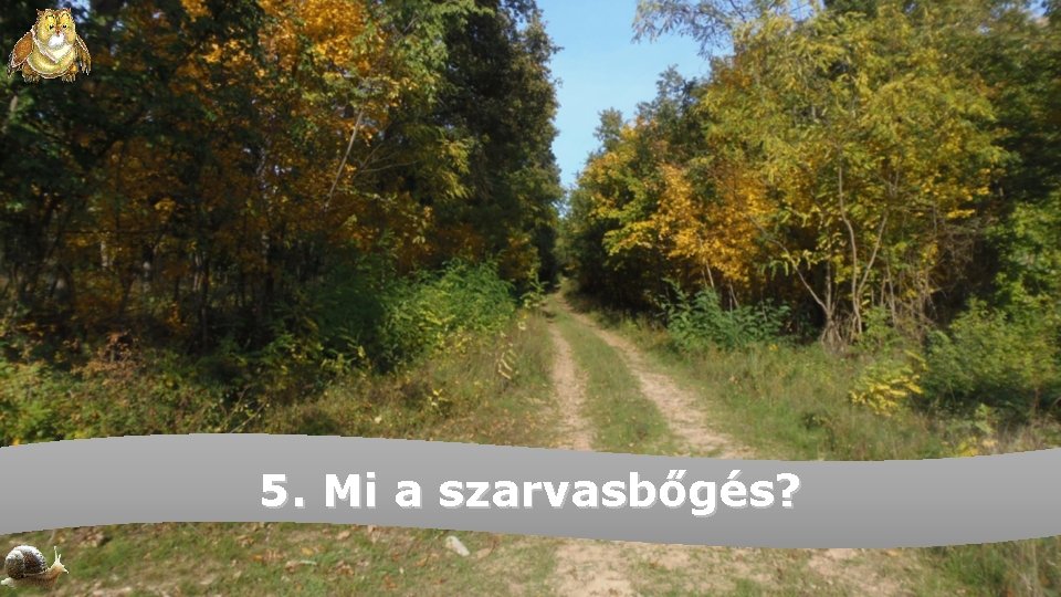 5. Mi a szarvasbőgés? 