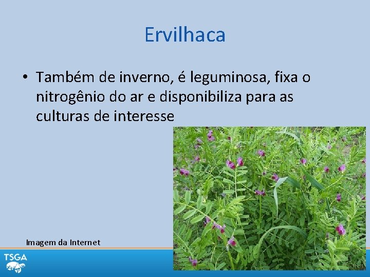 Ervilhaca • Também de inverno, é leguminosa, fixa o nitrogênio do ar e disponibiliza