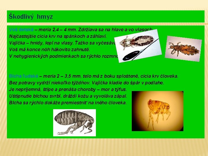 Škodlivý hmyz Voš detská – meria 2, 4 – 4 mm. Zdržiava sa na