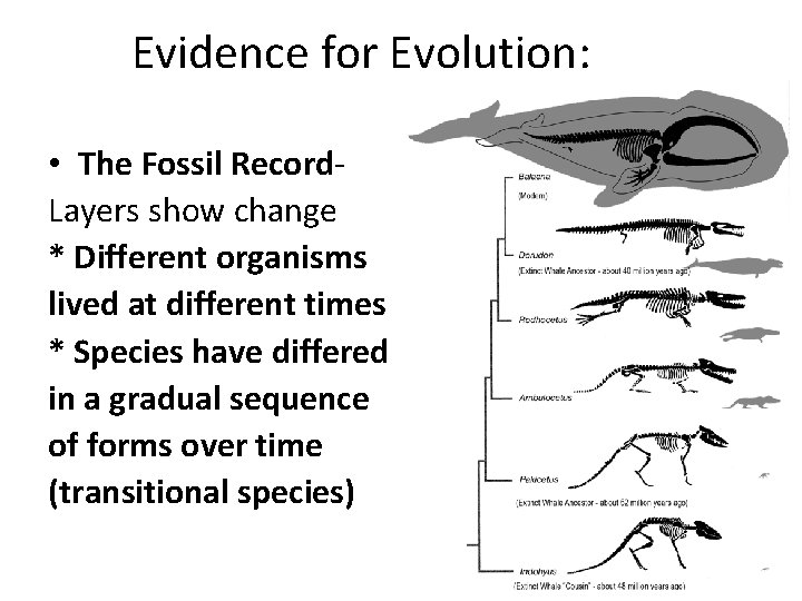 Evidence for Evolution: • The Fossil Record. Layers show change * Different organisms lived