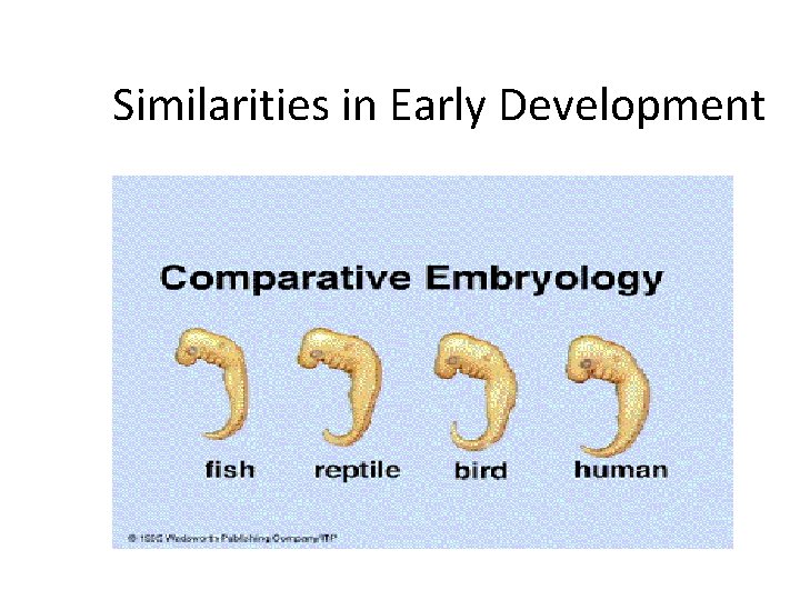 Similarities in Early Development 