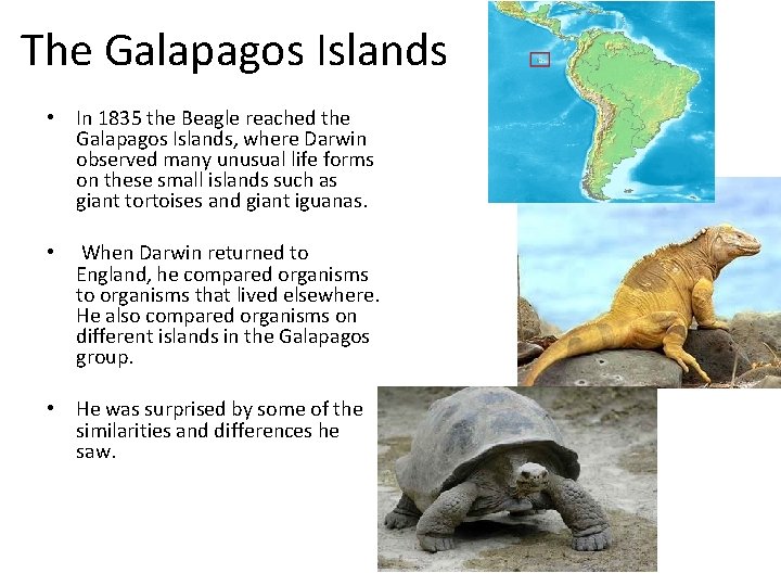 The Galapagos Islands • In 1835 the Beagle reached the Galapagos Islands, where Darwin