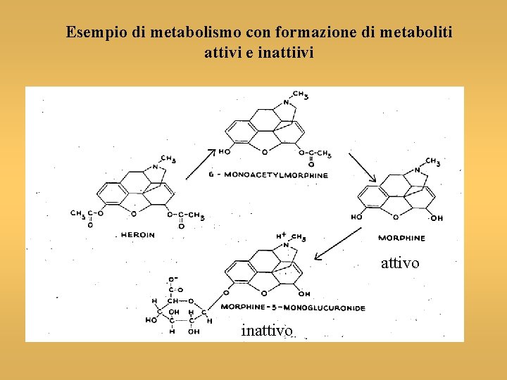 Esempio di metabolismo con formazione di metaboliti attivi e inattiivi attivo inattivo 