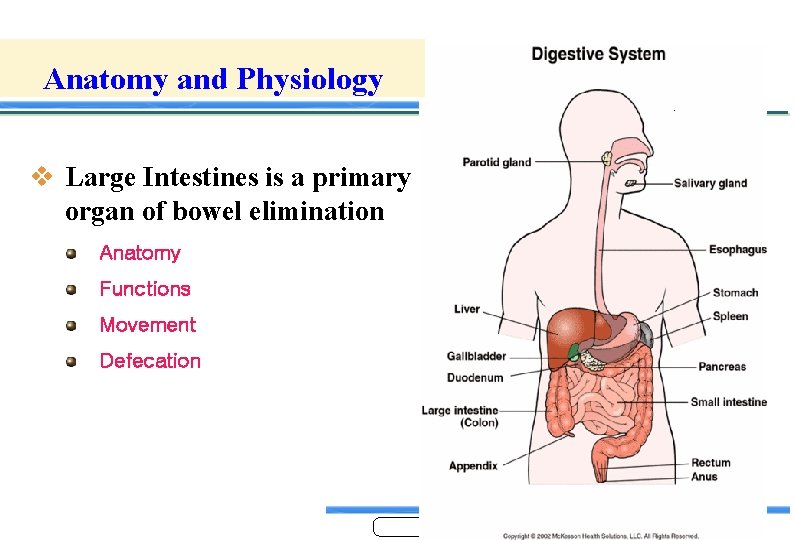 Anatomy and Physiology v Large Intestines is a primary organ of bowel elimination Anatomy Anatomy and Physiology v Large Intestines is a primary organ of bowel elimination Anatomy