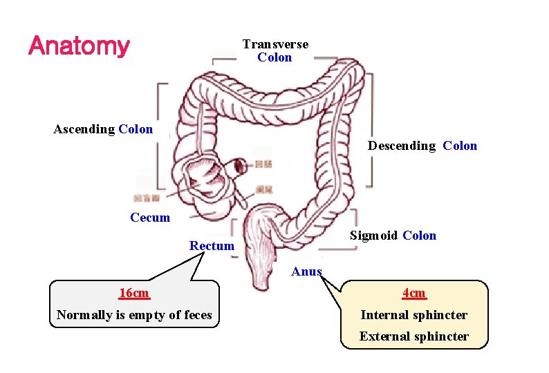 Anatomy Transverse Colon Ascending Colon Descending Colon Cecum Sigmoid Colon Rectum Anus 16 cm