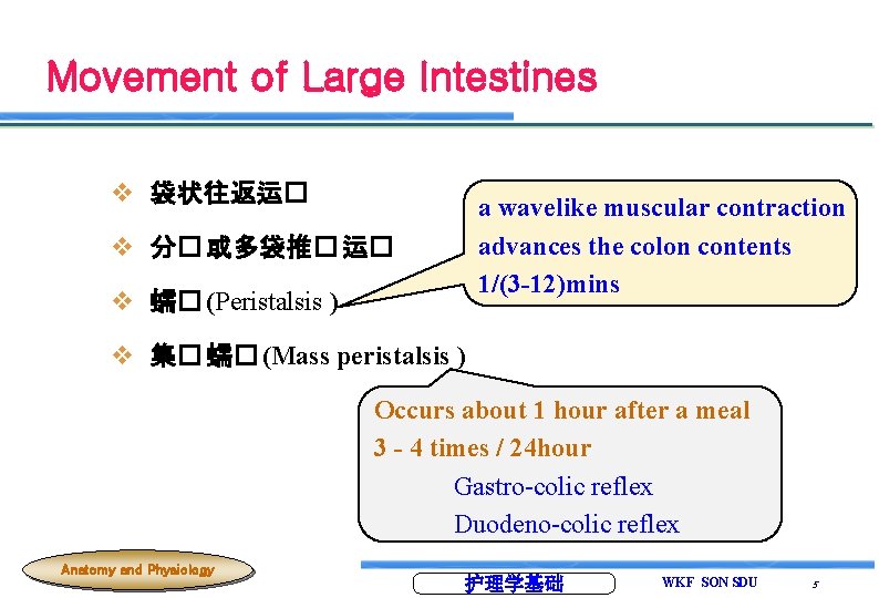 Movement of Large Intestines v 袋状往返运� a wavelike muscular contraction advances the colon contents