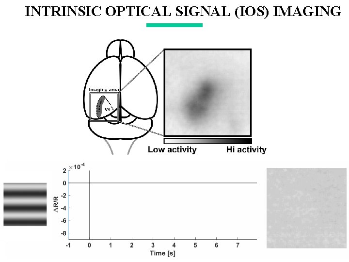 INTRINSIC OPTICAL SIGNAL (IOS) IMAGING 