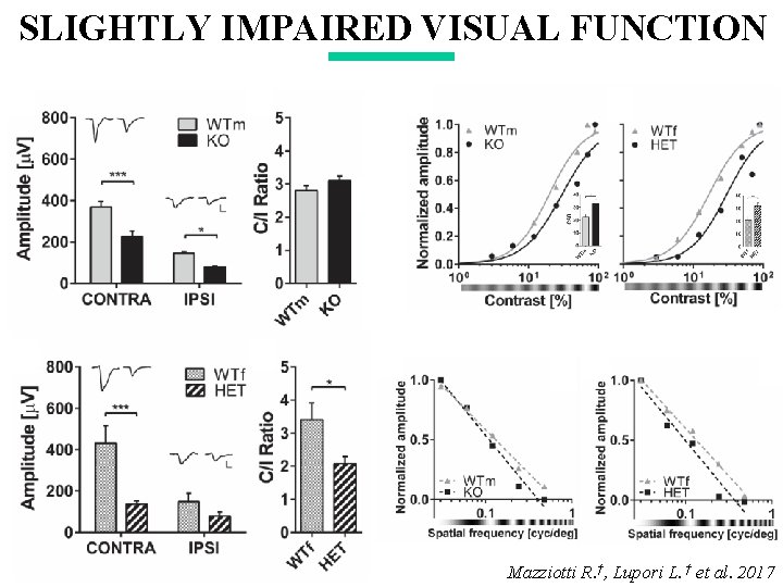 SLIGHTLY IMPAIRED VISUAL FUNCTION Mazziotti R. †, Lupori L. † et al. 2017 SLIGHTLY IMPAIRED VISUAL FUNCTION Mazziotti R. †, Lupori L. † et al. 2017