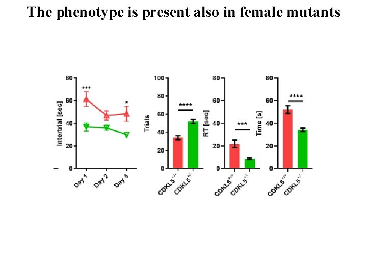 The phenotype is present also in female mutants 