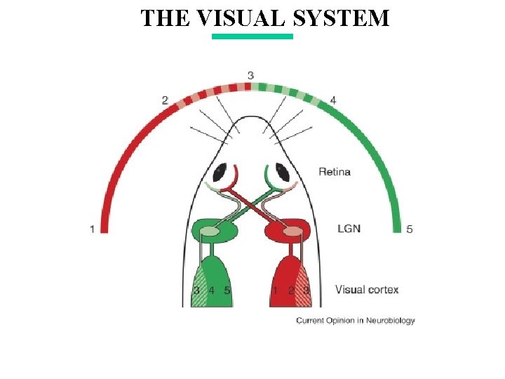 THE VISUAL SYSTEM THE VISUAL SYSTEM