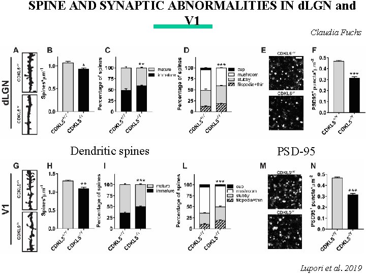 SPINE AND SYNAPTIC ABNORMALITIES IN d. LGN and V 1 Claudia Fuchs Dendritic spines SPINE AND SYNAPTIC ABNORMALITIES IN d. LGN and V 1 Claudia Fuchs Dendritic spines