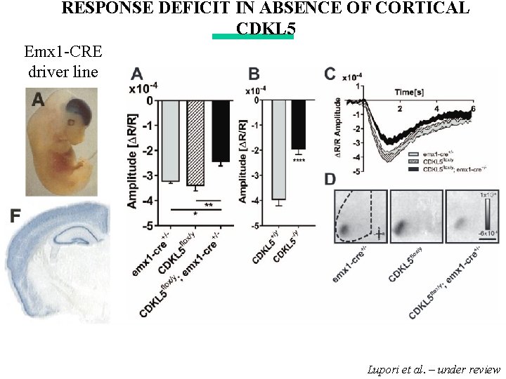 RESPONSE DEFICIT IN ABSENCE OF CORTICAL CDKL 5 Emx 1 -CRE driver line Lupori