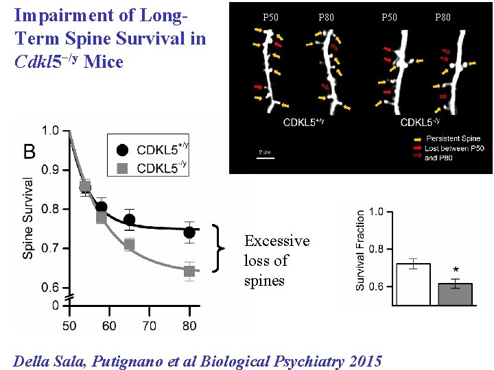 Impairment of Long. Term Spine Survival in Cdkl 5−/y Mice P 50 P 80