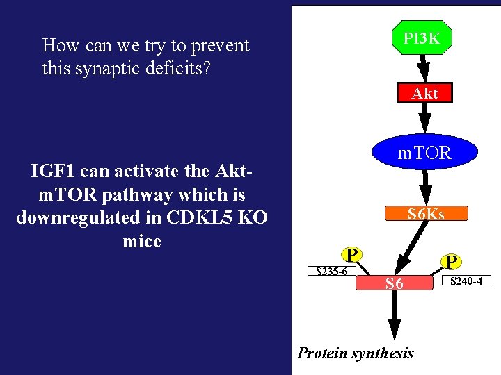 PI 3 K How can we try to prevent this synaptic deficits? Akt IGF