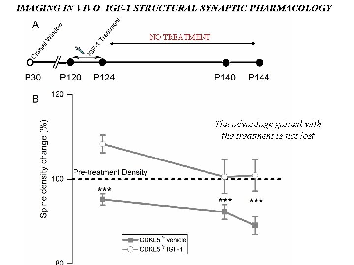 IMAGING IN VIVO IGF-1 STRUCTURAL SYNAPTIC PHARMACOLOGY NO TREATMENT The advantage gained with the