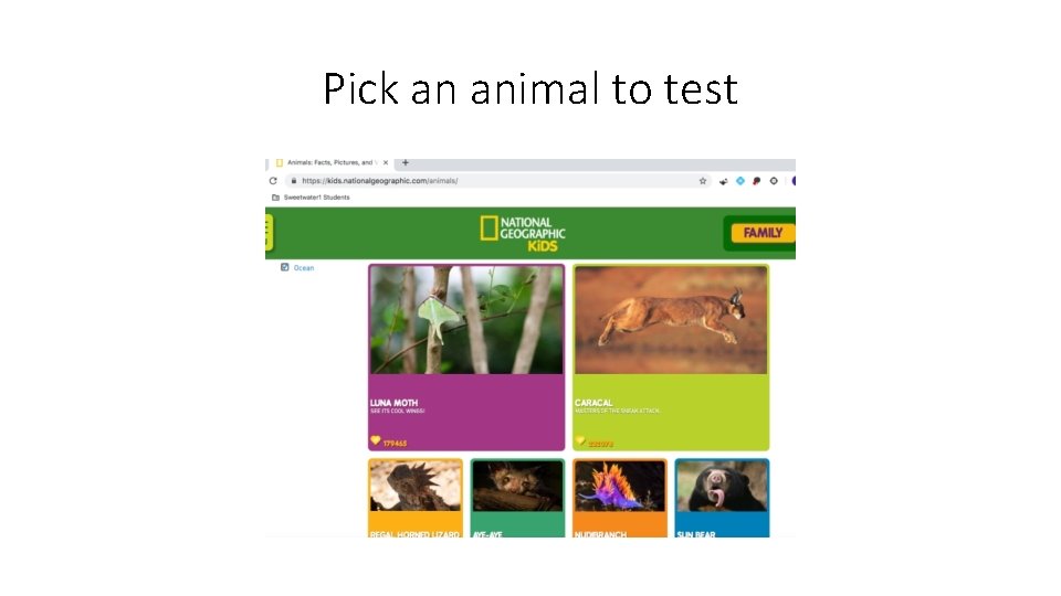 Pick an animal to test 